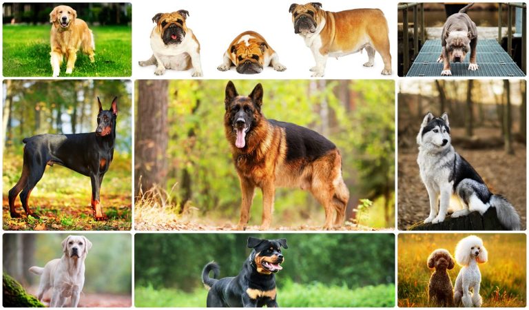 Top 30 Popular Dog Breeds in India